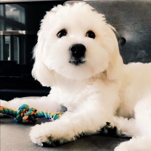 Meet your Posher, Zoe